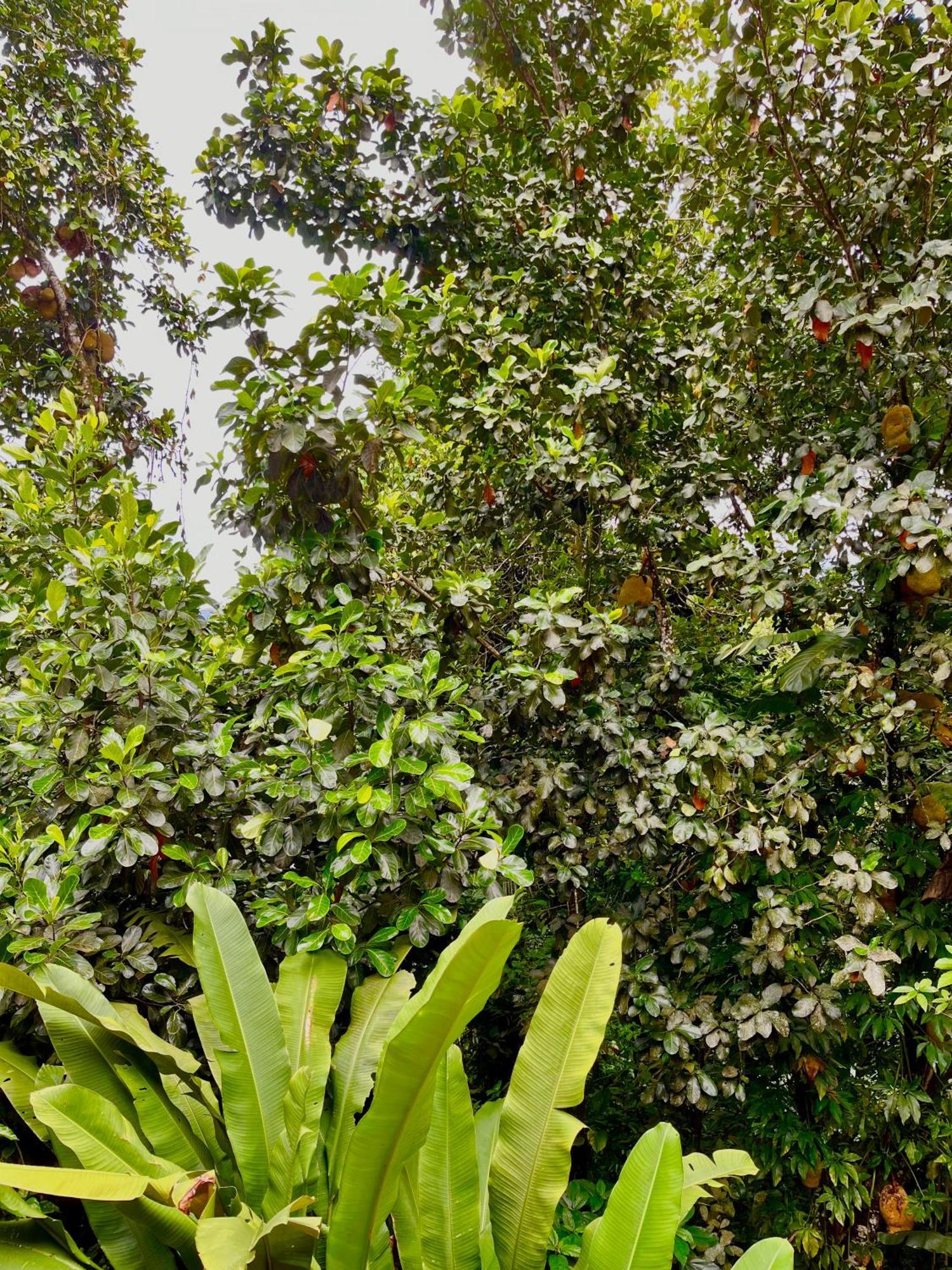 Pousada Picinguaba Ruang foto